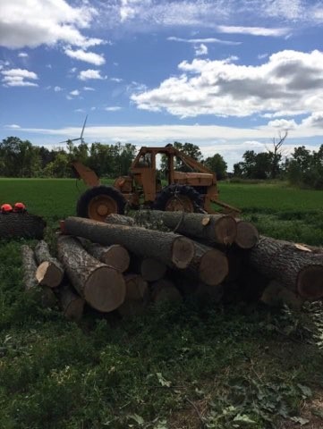 Wilcox Timber Harvesting