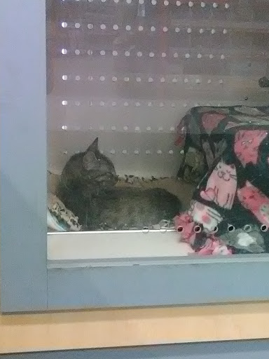 Pet Supply Store «Petco Animal Supplies», reviews and photos, 8820 NE 5th Ave, Vancouver, WA 98665, USA