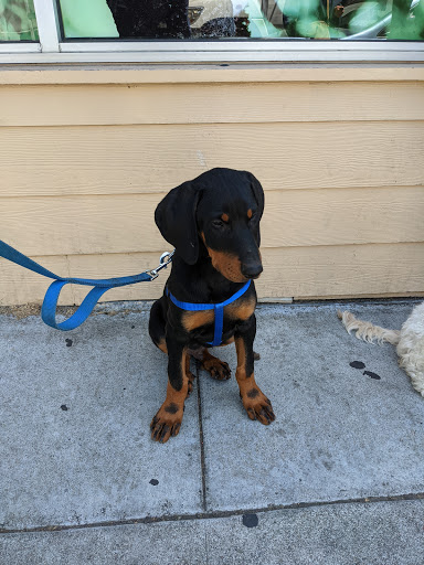 Pet Supply Store «Petvet Petfood», reviews and photos, 4814 Broadway, Oakland, CA 94611, USA