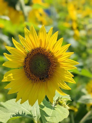 Festival «Temple Hall Fall Festival & Corn Maize», reviews and photos, 15855 Limestone School Rd, Leesburg, VA 20176, USA
