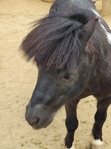 Park «Montebello Barnyard Zoo», reviews and photos, 600 Rea Dr, Montebello, CA 90640, USA