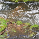 Photo n°3 de l'avis de Heidi.e fait le 07/09/2018 à 13:00 sur le  Romantisches Gasthaus Stobbermühle à Buckow