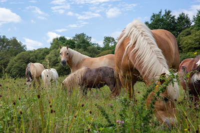 Les Chevaux de Brocéliande - Centre équestre Tréhorenteuc à Tréhorenteuc