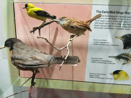 Natural History Museum «Cleveland Museum of Natural History», reviews and photos, 1 Wade Oval Dr, Cleveland, OH 44106, USA