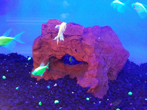 Pet Supply Store «Petco Animal Supplies», reviews and photos, 1215-1309 NJ-33 #1, Hamilton Township, NJ 08690, USA