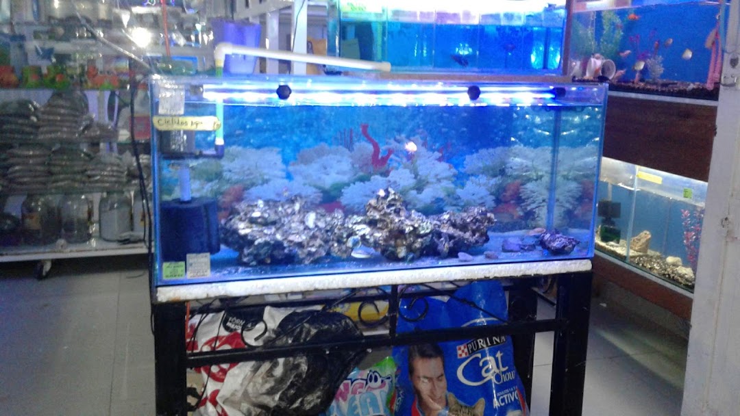 Acuario Agua Bendita