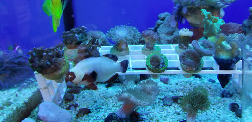 Pet Supply Store «Petco Animal Supplies», reviews and photos, 1483 NJ-23 #14b, Kinnelon, NJ 07405, USA