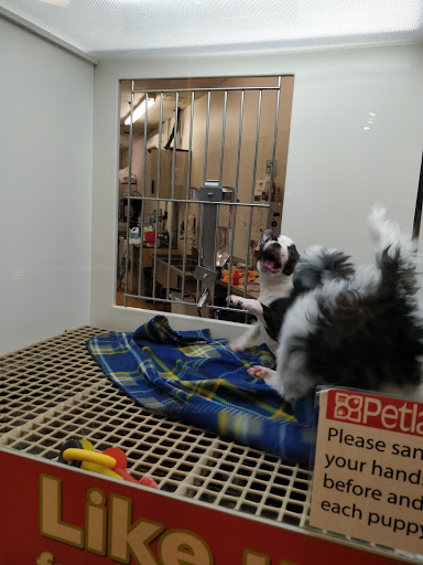 Pet Store «Petland», reviews and photos, 4082 William Penn Hwy #49B, Monroeville, PA 15146, USA