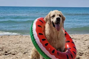 Platja de gossos de Gavà (playa de perros) image