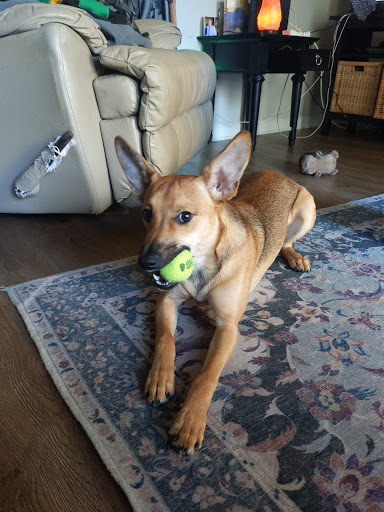 Pet Supply Store «Unleashed the Dog & Cat Store», reviews and photos, 7414 Creedmoor Rd, Raleigh, NC 27613, USA