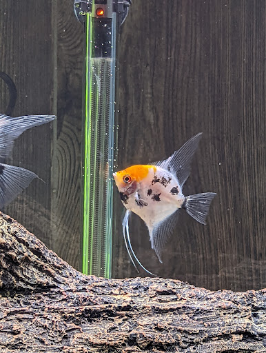 Pet Store «Little Critters», reviews and photos, 2712 Pennsylvania Ave, Weirton, WV 26062, USA