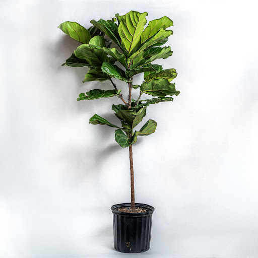 Florist «Pollen», reviews and photos, 2918 N Milwaukee Ave, Chicago, IL 60618, USA