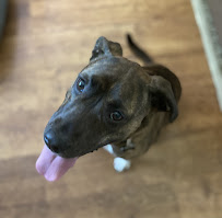 Pampered Paws and Plants, LLC - Photo 6 - Car repair in , Hagerstown