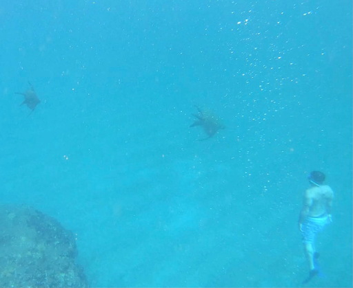 Attorney «Eric Palacios & Associates Ltd», reviews and photos