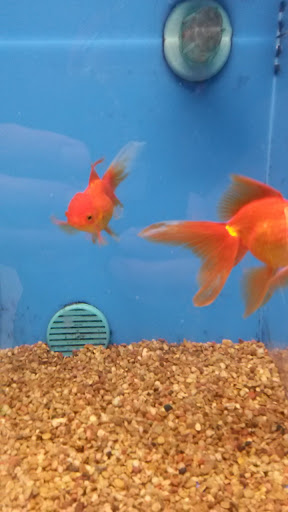 Pet Supply Store «PetSmart», reviews and photos, 8537 W Grand River Ave, Brighton, MI 48116, USA