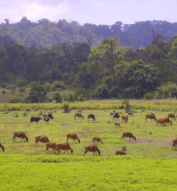 Taman Nasional Alas Purwo