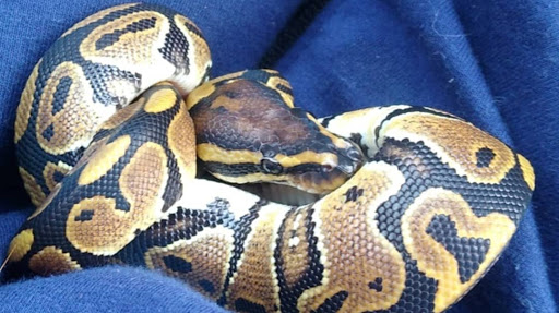 Pet Supply Store «Petco Animal Supplies», reviews and photos, 3380 124th Ave NW, Coon Rapids, MN 55433, USA