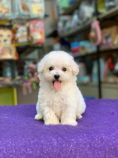 Top 20 cửa hàng pet Huyện Lương Sơn Hòa Bình 2022