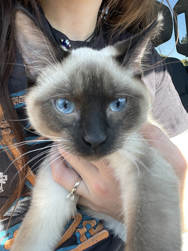 Animal Shelter «The Humane Society of Greater Kansas City», reviews and photos