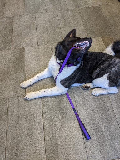 Animal Shelter «BrightSide Animal Center (formerly Humane Society of Redmond)», reviews and photos