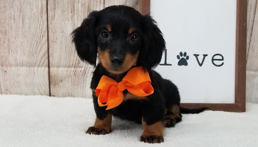 Pet Store «Happiness Is Pets», reviews and photos, 15647 94th Ave, Orland Park, IL 60462, USA