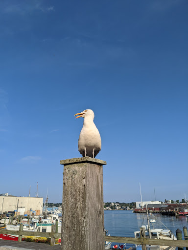 Brewpub «Cape Ann Brewing Co», reviews and photos, 11 Rogers St, Gloucester, MA 01930, USA