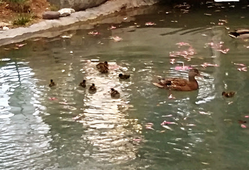 Tourist Attraction «Seaport Village», reviews and photos, 849 W Harbor Dr, San Diego, CA 92101, USA