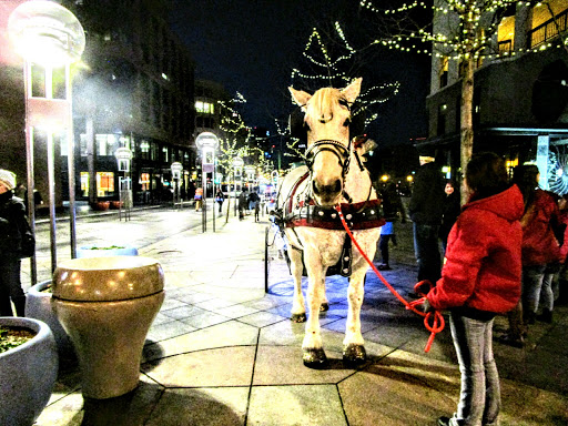 Irish Rose Carriages