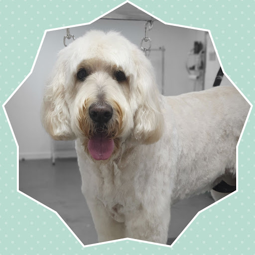 Millie's Paws Hydrotherapy Centre & Grooming Studio/The Midlands School of Dog Grooming
