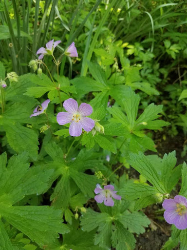 Park «Ira Township Park», reviews and photos, 7085 Meldrum Rd, Ira Township, MI 48023, USA