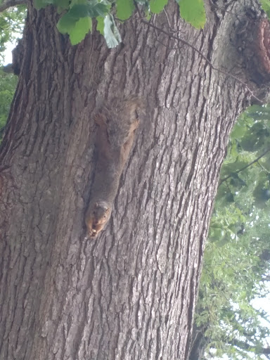 Memorial Park «Veterans Memorial Park», reviews and photos, 7619 Memphis Ave, Brooklyn, OH 44144, USA