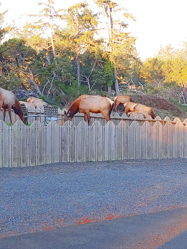 Golf Club «Gearhart Golf Links», reviews and photos, 1157 N Marion Ave, Gearhart, OR 97138, USA