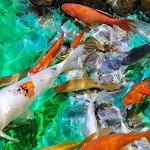 Photo n° 39 de l'avis de Dominique.A fait le 01/06/2018 à 13:17 pour Aquarium de Touraine à Lussault-sur-Loire