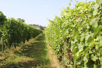Domaine Nigri - Vins Jurançon à Monein