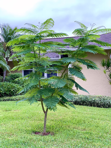 Plant Nursery «Wilcox Nursery», reviews and photos, 12501 Indian Rocks Rd, Largo, FL 33774, USA