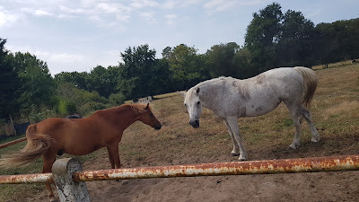 CENTRE EQUESTRE Catherine SIREIX à Vendays-Montalivet