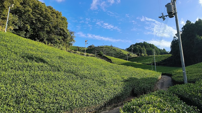 釜塚の茶畑