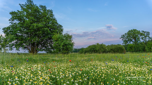 Tierarztpraxis Am Mellensee unter Am Mellensee, 