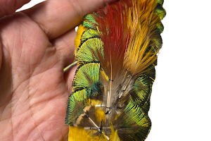 Maui feather lei & Genuine from Hawaii image
