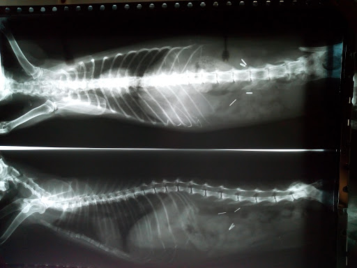 Centro Veterinario Cedeira en Cedeira