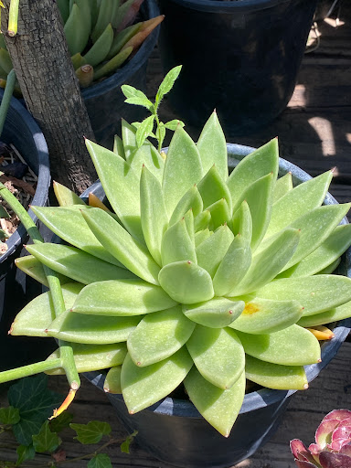 Florist «Plant Safari», reviews and photos, 653 N Central Ave, Upland, CA 91786, USA