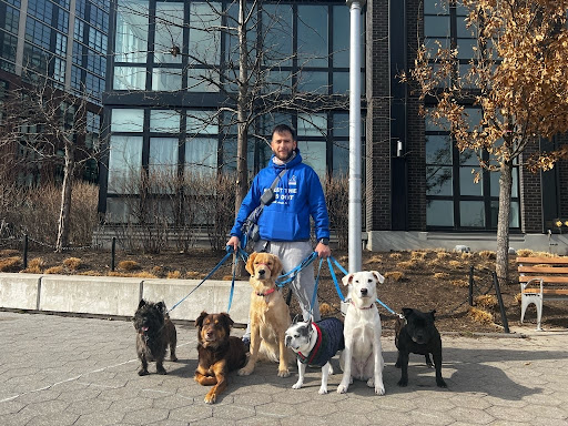 Photo of Balanced Dogs