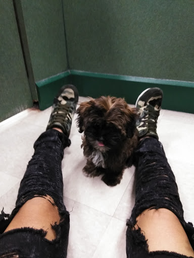 Pet Store «Petland Vineyard - San Antonio», reviews and photos, 1309 North Loop 1604 W #101, San Antonio, TX 78258, USA