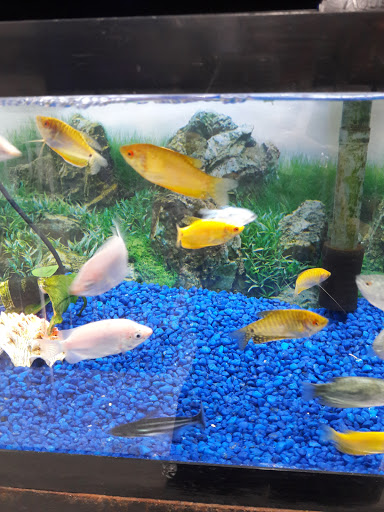 Pet Store «Petland Discounts - Irvington», reviews and photos, 1054 Springfield Ave, Irvington, NJ 07111, USA