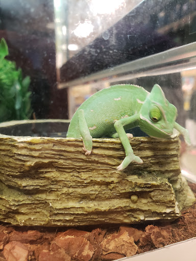 Pet Supply Store «PetSmart», reviews and photos, 9905 E Independence Blvd, Matthews, NC 28105, USA