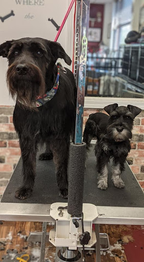 Pet Groomer «A Klassy Lassie, LLC», reviews and photos, 30 Old Jackson Rd, McDonough, GA 30252, USA