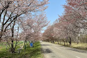 Yushun Sakura Road image