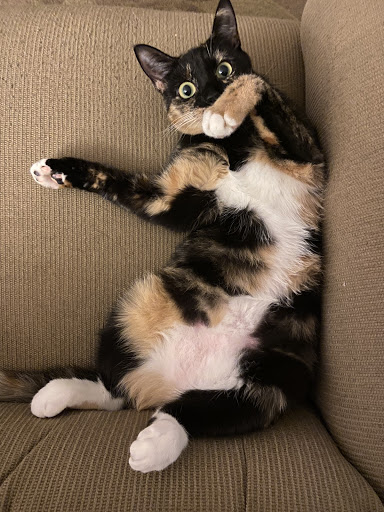 Animal Medical Clinic Tallahassee image