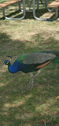 Zoo «Arctic Ring of Life», reviews and photos, 8450 W 10 Mile Rd, Royal Oak, MI 48067, USA