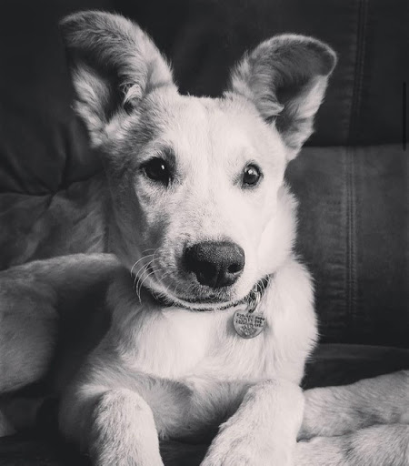 Animal Rescue Service «Motley Zoo Animal Rescue», reviews and photos, 16715 Cleveland St A, Redmond, WA 98052, USA